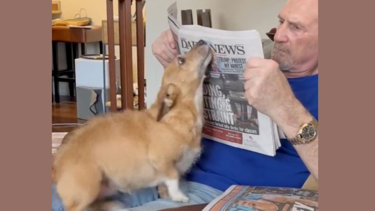 Dog Hilariously Interrupts Dad’s Newspaper Time for Attention