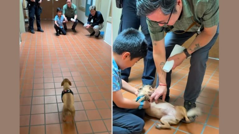 Family Reunites with Lost Dog After Stranger Kept Her for 13 Months