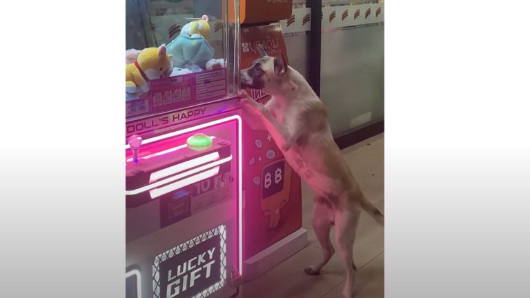 Homeless Dog Longs for Toy in Claw Machine, So Kind Strangers Win Him One
