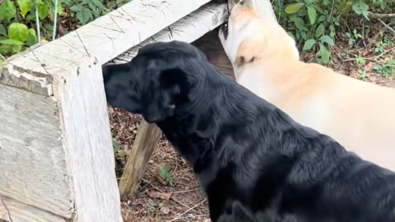 dogs sniff out a mouse @nobullfarm