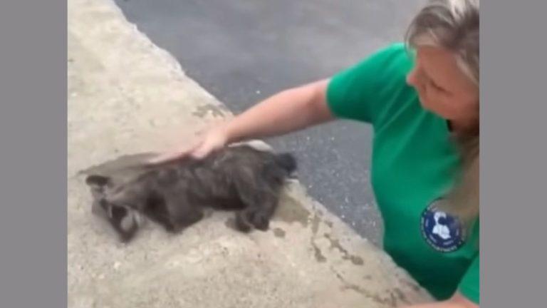 Nurse Saves Drunk Raccoon With CPR After He Falls Into Dumpster Filled With Fermented Peaches