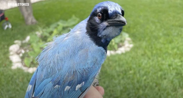 A New Hybrid Grue Jay Bird Discovered In Texas