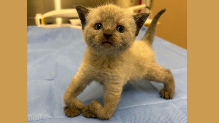 Brave Rescued Kitten With Bendy Legs Learning to Walk With Splints