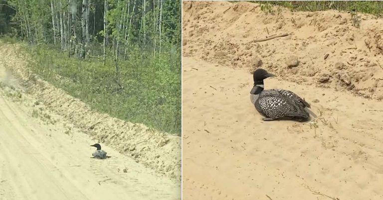 Loon rescued from road