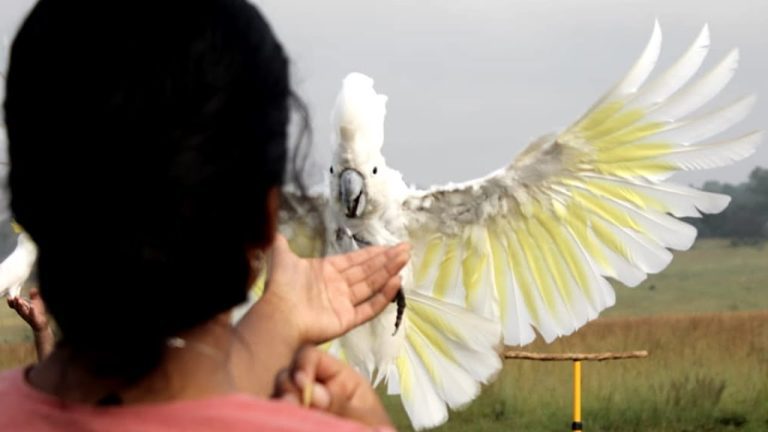 Rescued Cockatoo Flies For First Time in 16 Years