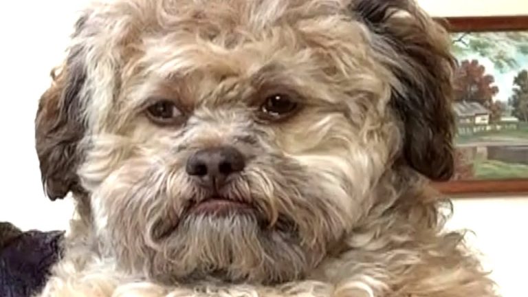 Dog With Face Like An ‘Old Sea Captain’ Found As Stray