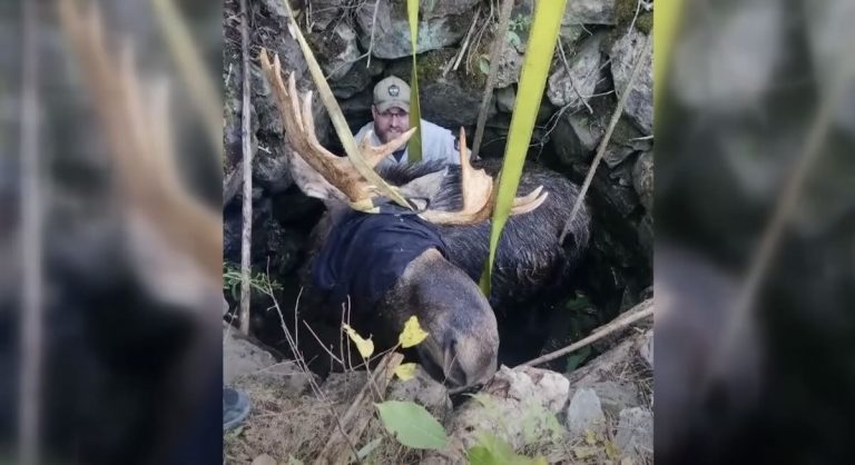 moose rescued from well