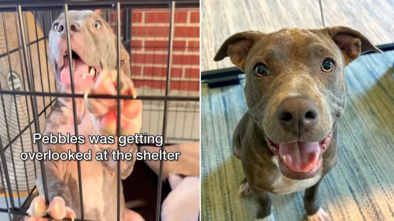 Overlooked at the Shelter, ‘Scary Looking’ Dog Proves Everyone Wrong