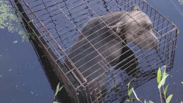 dog found dumped in swamp water