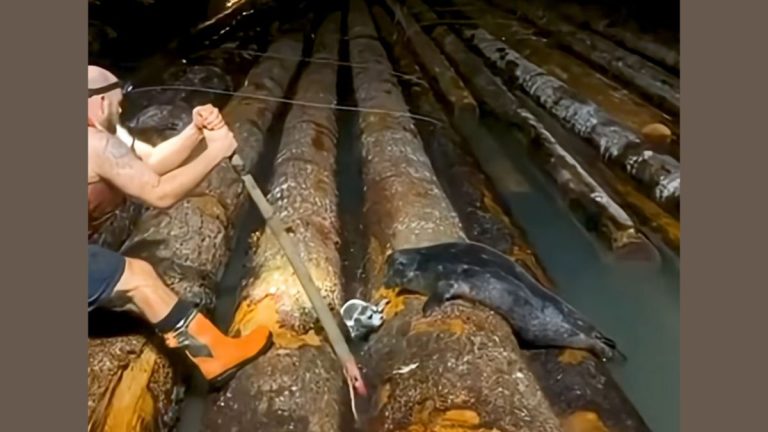 Tugboat Crew Helps Free Baby Seal Stuck In A Log Boom