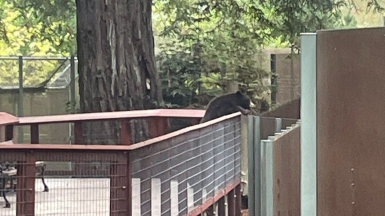Wild Bear Breaks Into Zoo To Visit the Resident Bears