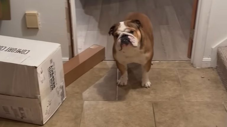 Bulldog Has The Funniest Reaction To Hearing He’s Going To Donut Shop