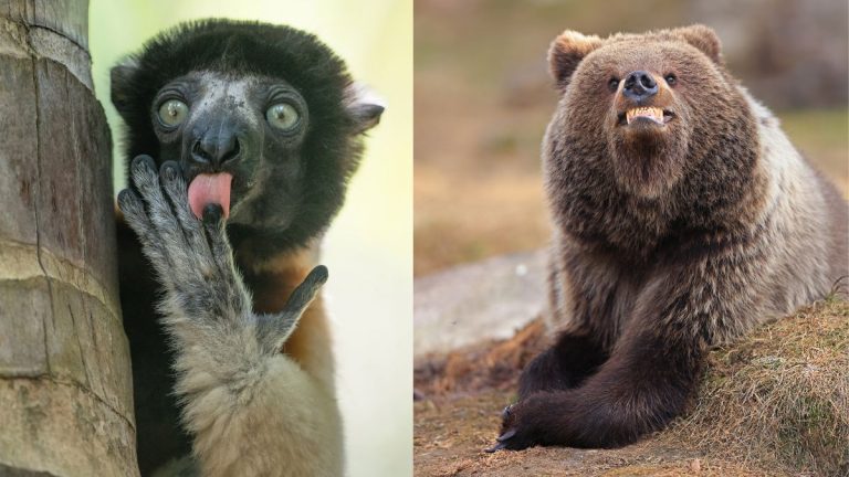 Wildlife Gets Wacky (and Funny) in the Nikon Comedy Wildlife Photo Finalists