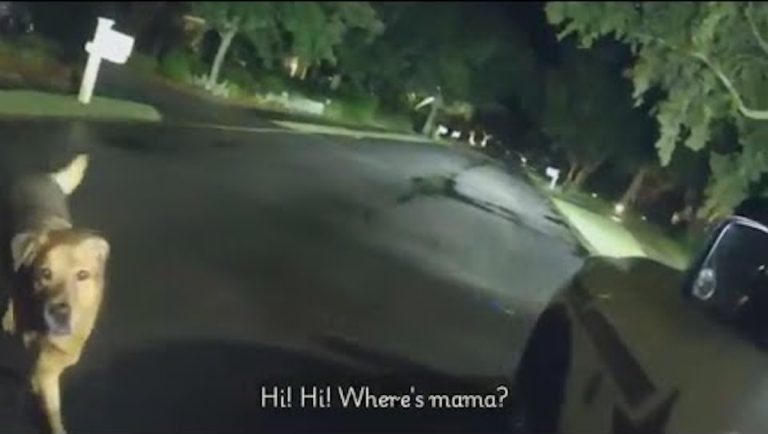 dog leads deputy to injured grandma