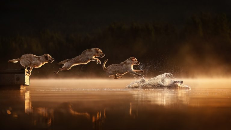 Puppy’s Adorable Ears Photo Wins Dog Photographer of the Year Award