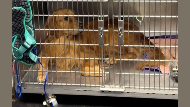 Dog’s Stunned Reaction to Unexpected Patient at Vet Goes Viral