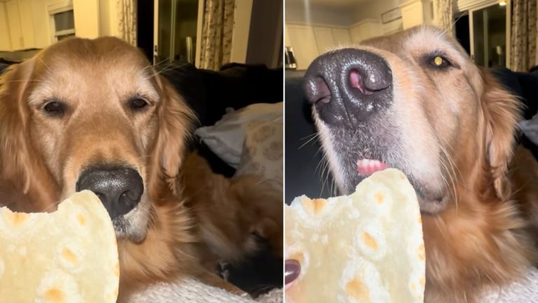 Golden Retriever Takes the World’s Slowest Bite of a Tortilla and It’s Hilarious