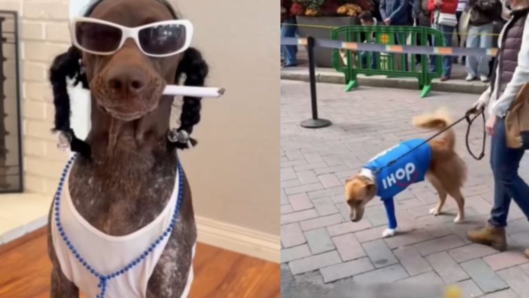 Dogs Show Off Inventive Halloween Costumes with Creativity and Charm