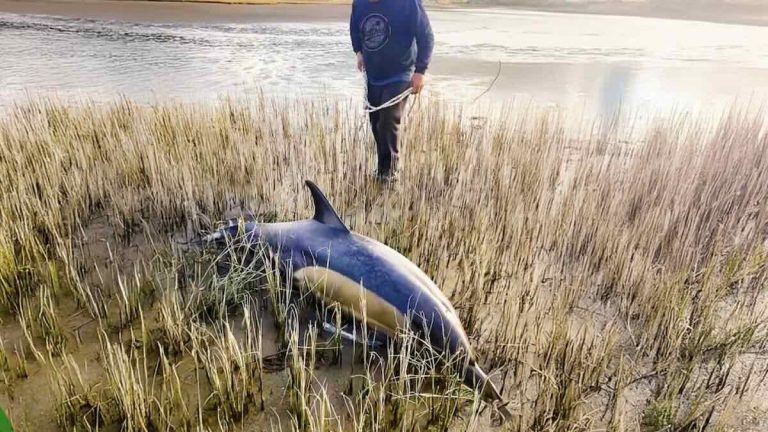Couple Spots Stranded Dolphins on Empty Beach, Then Launches a Daring Rescue