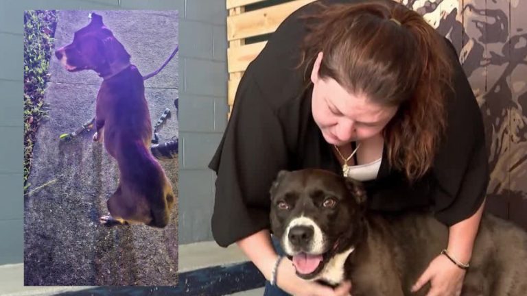 Woman Saves Malnourished Dog Being Dragged by Leash, Ends Up Adopting Her