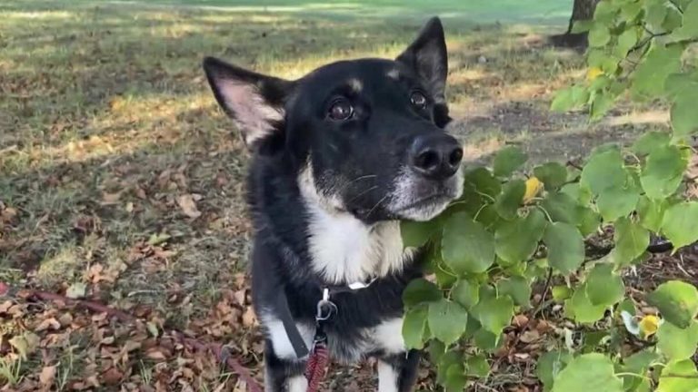 K-9 and Handler Rescue 2-Year-Old Lost in New Hampshire Woods
