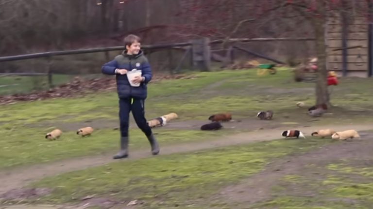 70 Guinea Pigs Adorably March Into the Barn When Called