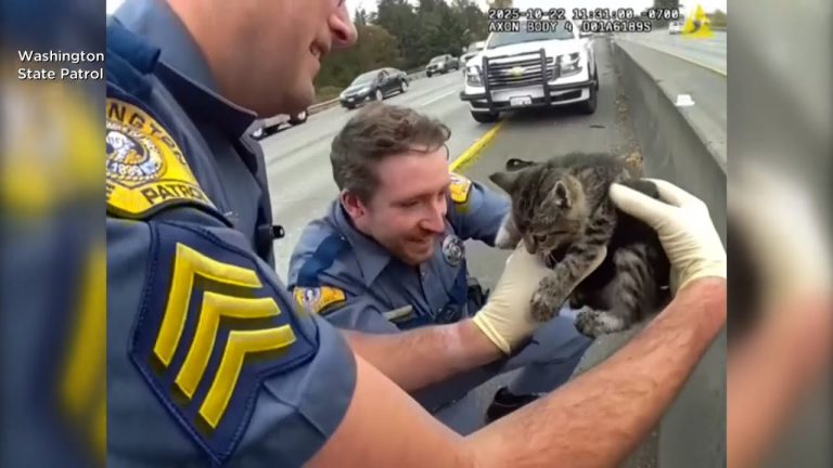 Kitten Rescued From Freeway Gets Special Ride With State Trooper