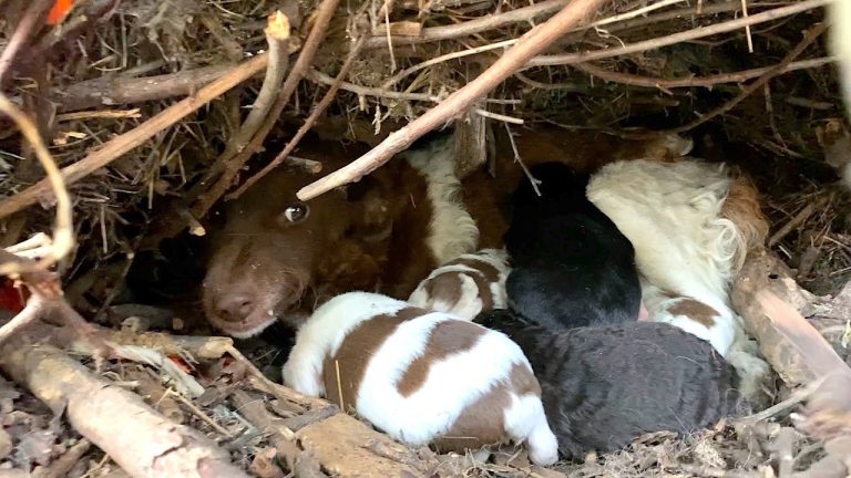 Abandoned Mama Dog Shows Up at Shelter, Asks for Help to Save Her Family
