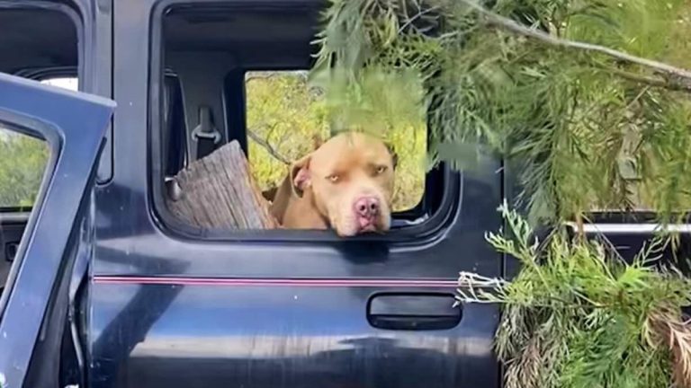 Peaches rescued from abandoned car