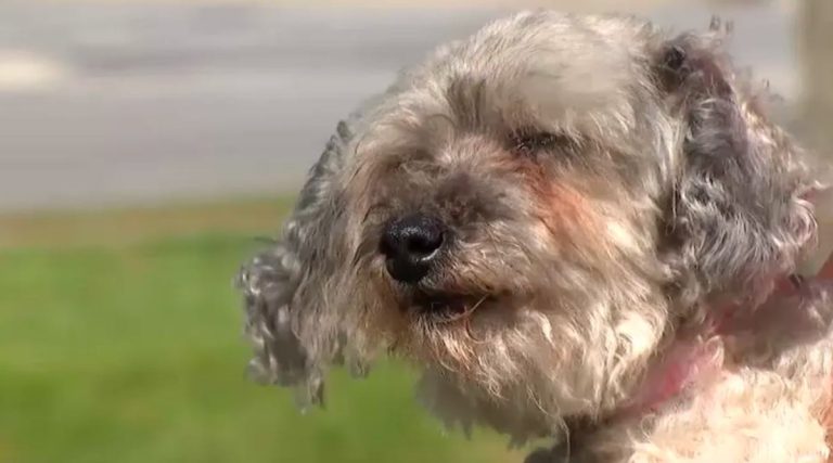 Dog Missing For 10 Years Reunites with Overjoyed Family