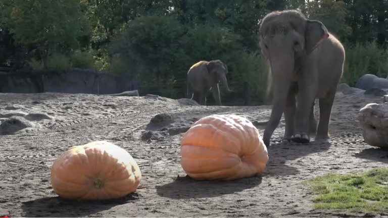 elephants squish the pumpkin
