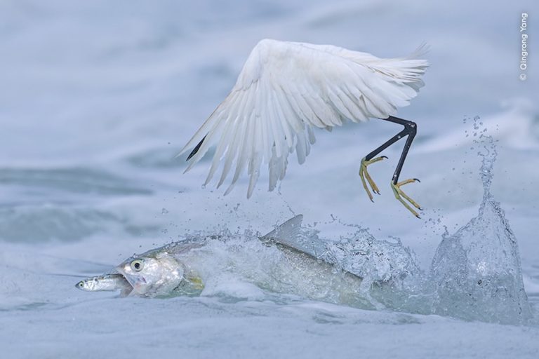 Winners of Wildlife Photographer of the Year Highlights Nature’s Wonders