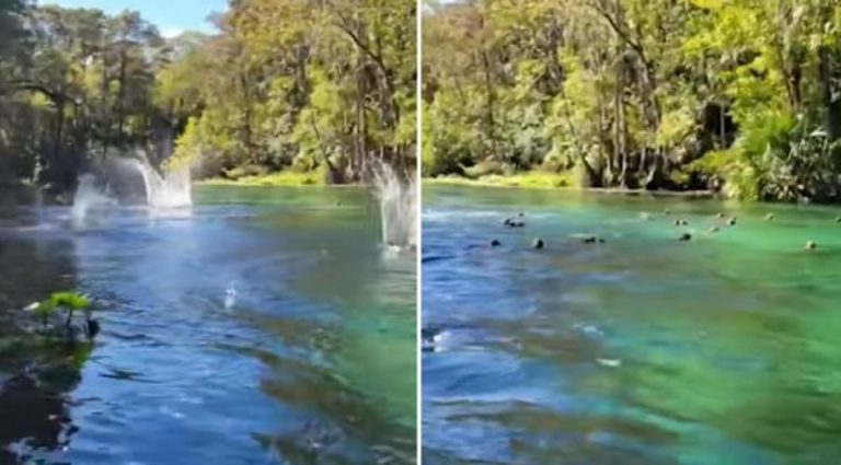‘It’s Raining Monkeys!’ Florida Kayaker Videos Animals Cannonballing Into Water