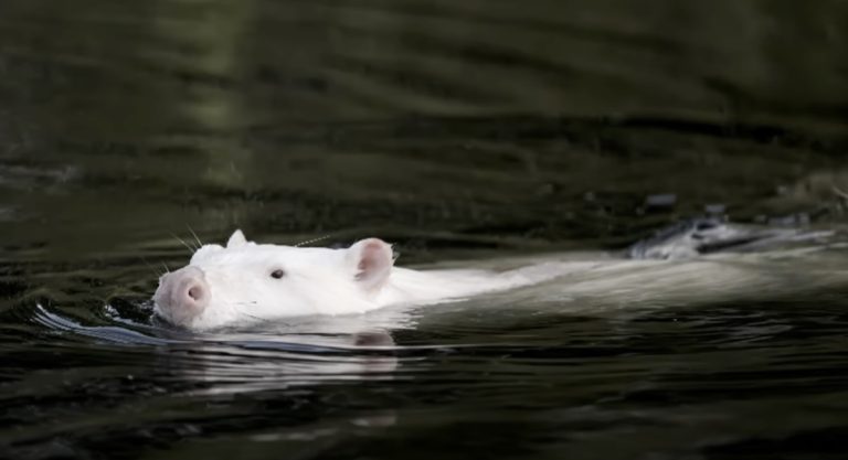 Fishermen Stunned After White Beaver Dives Under Their Boat