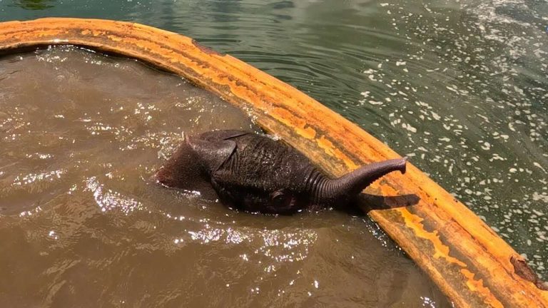 Rescuers Race Against The Clock To Save Baby Elephant From Drowning