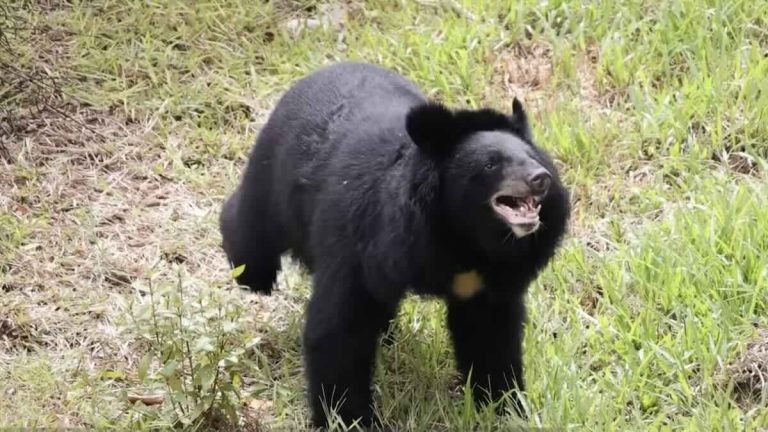 Sen the moon bear