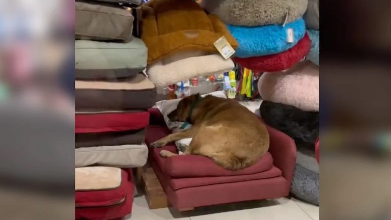 Street Dog Adorably Turns Pet Store Into His Personal Nap Spot