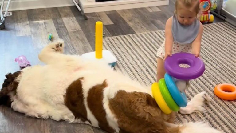 thanos the st bernard