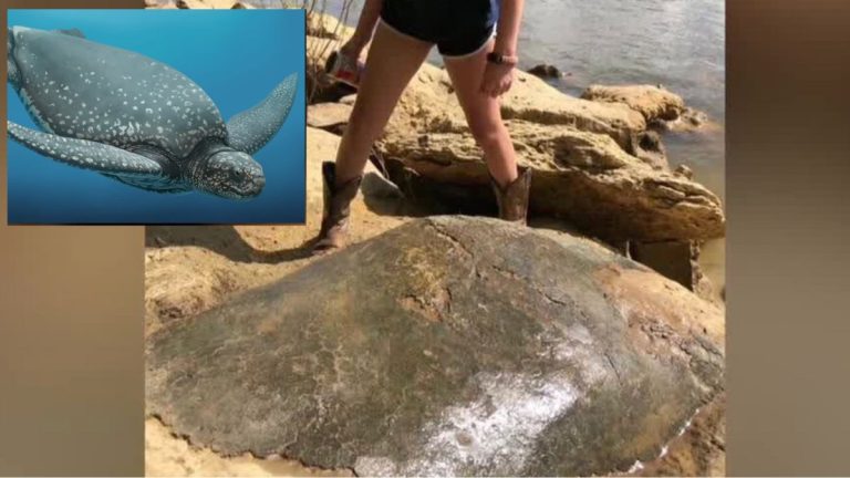 Family’s Fishing Trip Unearths 32-Million-Year-Old Turtle Fossil