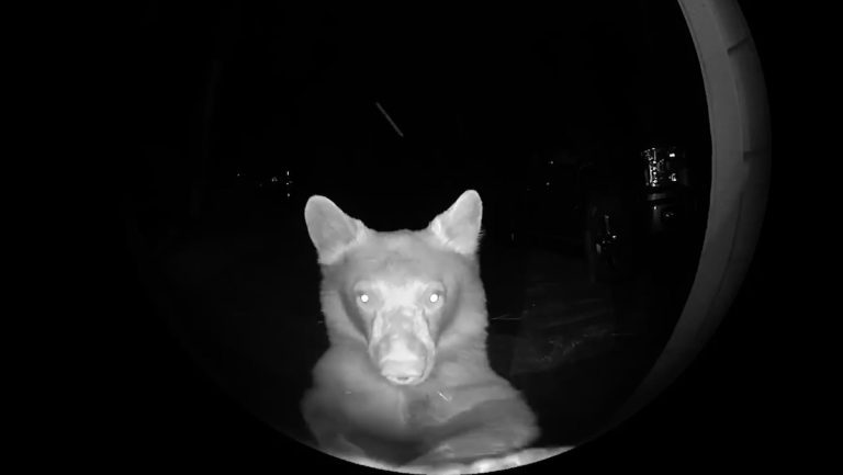 Animals Hilariously ‘Doorbell-Ditch’ in This Viral Video Compilation