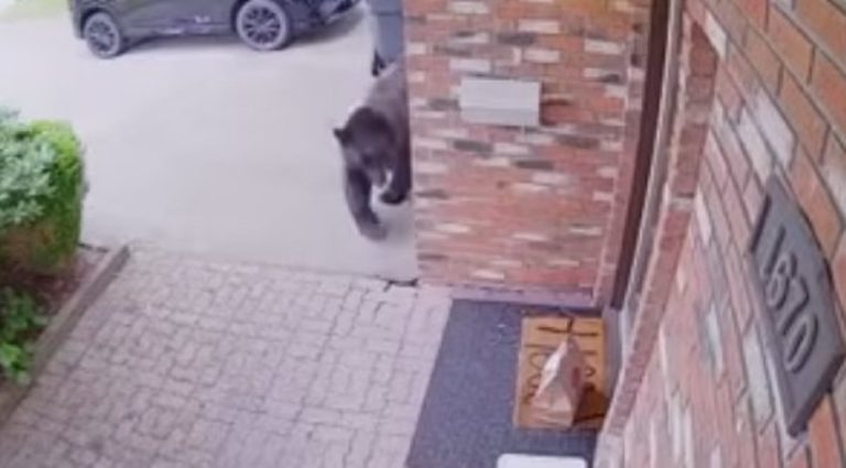 Bear Casually Steals DoorDash Dinner From Front Door Of Home