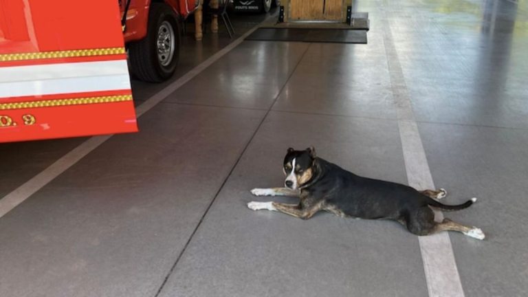 Stray Dog Walks Into Fire Station and Wins Over Every Firefighter