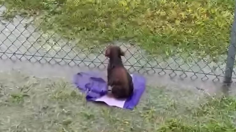 Abandoned Puppy Waits in the Rain At Baseball Field Until Rescuer Gives Him a Second Chance