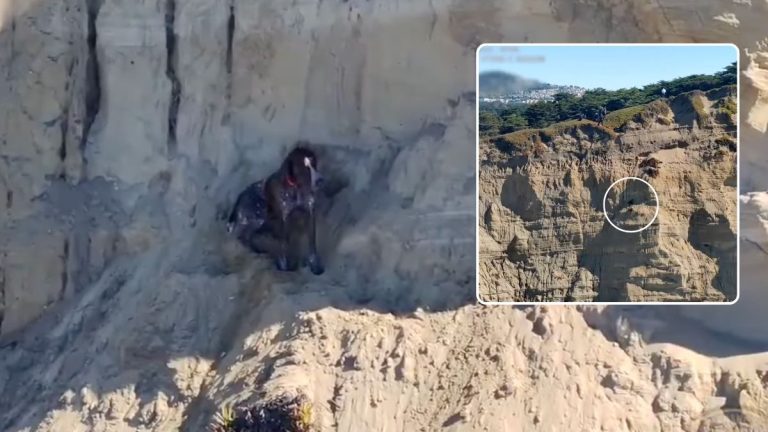 Terrified Dog Rescued After Plummeting Off California Cliff