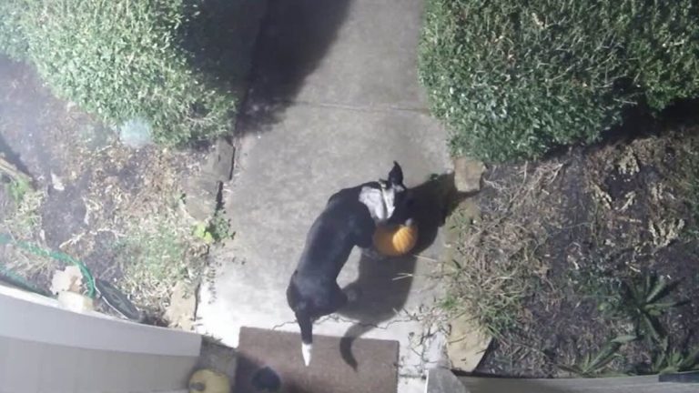 Runaway Rescue Dog Caught Stealing Porch Pumpkins in Hilarious Surveillance Cam Footage