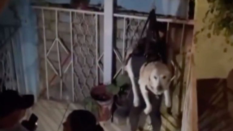 Dad Builds ‘Doggy Winch’ So His Senior Pup Can Still Reach Their Apartment