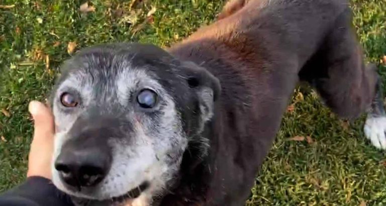 senior dog revives