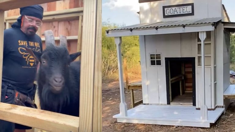 Couple Rescues Feral Goat No One Wanted and Builds Him a Cozy ‘Goatel’