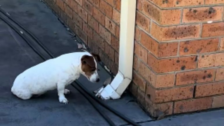 Jack Russell Terrier Obsessed With Rain Pipe For Hilarious Reason