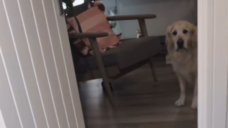Sassy Golden Retriever Tells Mom Off for Stepping on Her Toe